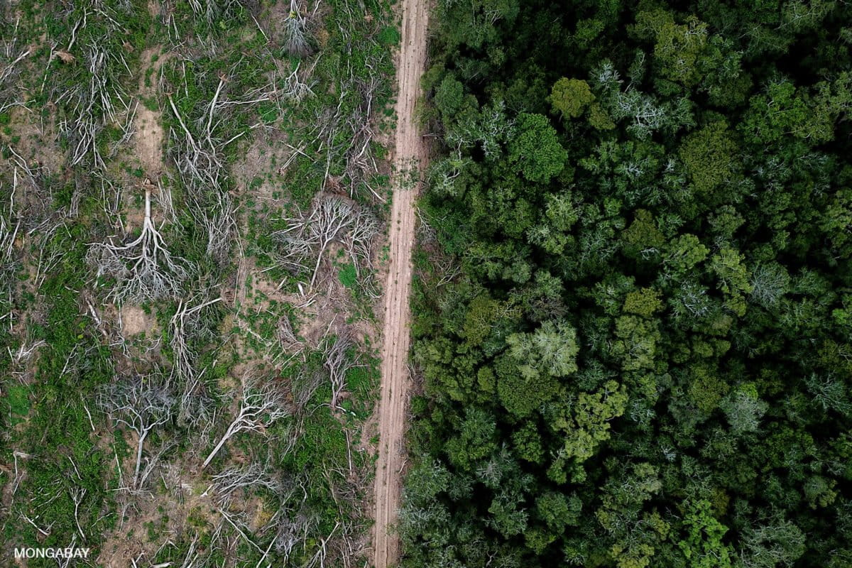 Suriname will not be saved by soybeans (commentary)