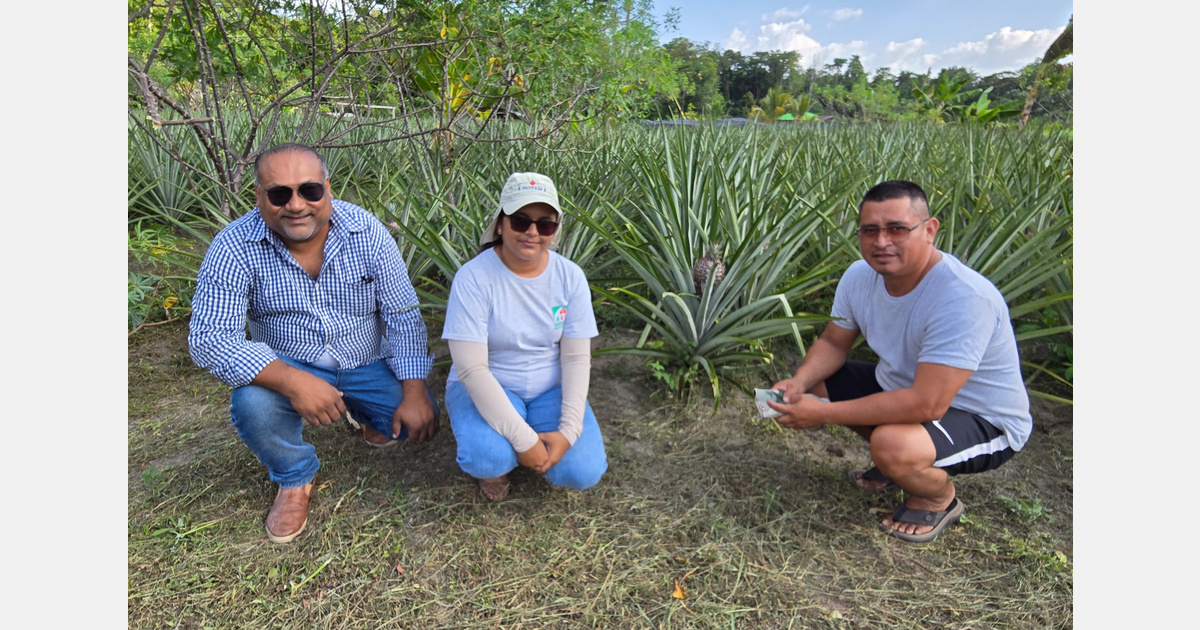 &ldquo;Indigenous and tribal pineapple growers in Suriname turn tradition into a commercial export venture&rdquo;